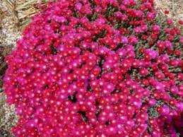 Fiori selvatici, di campo o di montagna da me fotografati. Coltivazione Del Delosperma