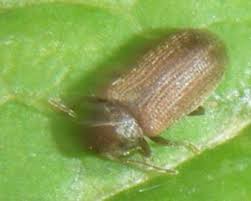 And international locations, the common furniture beetle is called the woodworm. Common Furniture Beetle Naturespot
