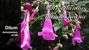 Image result for Strobilanthes hamiltoniana