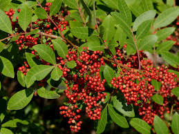 Image result for Triraphis schinzii