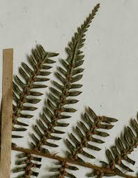 Image result for Cyathea capensis