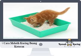 Sangat tersiksa bila si kucing tidak memiliki nafsu lagi, dan sebagai owner yang baik janganlah kalian berfikir untuk mencoba cara ini. Wajib Tahu 7 Cara Melatih Kucing Buang Kotoran Di Pasir
