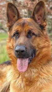 german shepard aka alsacien sic as the are called in england bergers allemands beaux chiens berger allemand