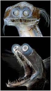 The deep sea is home to mysterious creatures like the telescope octopus. Thanks I Hate The Deep Sea Telescope Fish Tihi