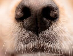 The normal respiratory rate for healthy adults is between 12 and 20 breaths per minute. Breathing Problems In Dogs And Cats Dyspnea