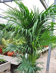 Palme wohnzimmer progo in palme wohnzimmer img credit. Kentia Palme Howea Infos Zu Palme Eignung Und Pflege