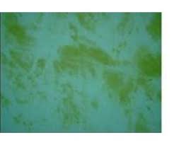 Scrape off a sample of the algae (the more the better) spread the algae sample onto a paper towel or white piece of paper. How To Get Rid Of Algae In Your Swimming Pool Inyopools Com