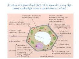 I thought it would be helpful to share how i help students to see an example of a plant cell. Ppt Cell Structure Powerpoint Presentation Free Download Id 5516764