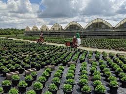 Global rose presents ★ flower occasions buy flower occasions online ★ today and save! Flower Power Florists And Flower Farmers Hopeful During Pandemic