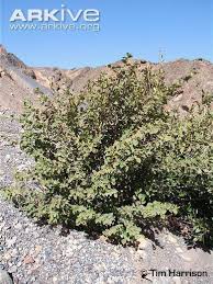 Image result for Grewia villosa