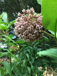 Image result for Asclepias palustris