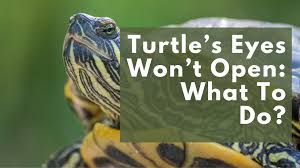 My Turtle's Eyes Won't Open: What To Do? – The Turtle Hub