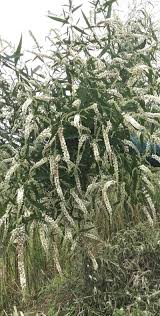 Image result for Buddleja asiatica