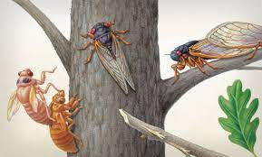Brood X Cicadas Are Emerging at Last | Scientific American