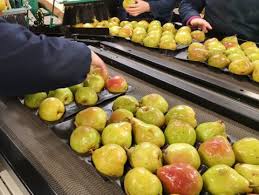 Aici apar anunțurile de locuri de muncă care corespund interogării dvs. Munca Sezoniera In Agricultura Ferme Anglia Agrigarant