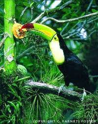 Rainforest In D R Congo Rainforest Animals Forest Animals African Rainforest