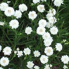 Yarrow Produces Pretty Long Lasting Flowers That Attract Pollinators Long Lasting Flower Plants White Plants