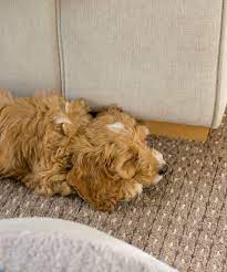 Meet Our New Addition Teddy The Cockapoo Cockapoo Puppies Cockapoo Sleeping Puppies