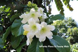 Image result for Hyparrhenia anemopaegma