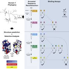 We did not find results for: New Binding Specificities Evolve Via Point Mutation In An Invertebrate Allorecognition Gene Sciencedirect