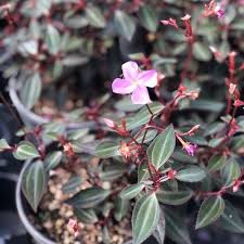 Image result for Eriosema parviflorum