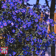 Image result for Anagallis kochii