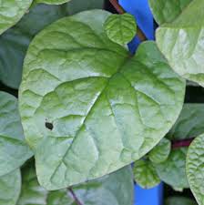 The size of the triangles varies with the age and vigor of the plant, but the shape remains the same. Malabar Spinach Basella Alba Wisconsin Horticulture