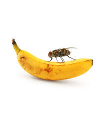 6 Ways To Get Rid Of Fruit Flies Prevention Tips Fruit Flies Diy Fruit Fly Trap Fruit Fly Trap