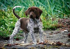 Vincent Moyashi S Favorites Pointer Puppies Gsp Puppies German Shorthaired Pointer