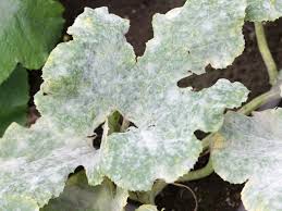 As directed by my mother, i combined a tsp of baking soda with a quart of water in a spray bottle; Powdery Mildew In Pumpkins What To Do For Powdery Mildew On Pumpkin Leaves