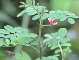 Image result for Indigofera colutea
