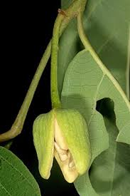 Image result for Annona senegalensis