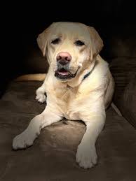 Kona service dog training recommendations needed