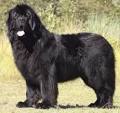 15 Newfoundland Mixes Breeds: Enormous Newfies to Nuzzle You!