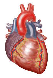 Real Heart Drawing Real Heart Drawing Simpleanatomical Heart Merling Meijer Tattoos Tattoo Design Anatomical Heart Art Heart Drawing Anatomical Heart Drawing