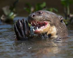 Check spelling or type a new query. The Sinless Woerm Dimetrodone Sea Otters And Giant River Otters