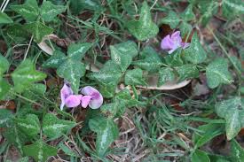 Image result for Dolichos trilobus