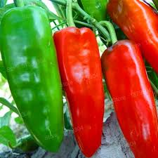 The root zone should be happy with this combination. 200pcs Bag Vegetable Plant Big Chili Flores Cayenne Pepper Plantas Delicious Bonsai Organic For Home Garden Easy To Grow Buy At The Price Of 0 29 In Aliexpress Com Imall Com