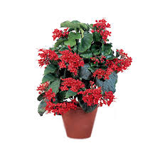 Image result for Clerodendrum splendens