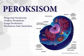Klasifikasi dikotom dan kunci determinasi. Pengertian Peroksisom Fungsi Ciri Dan Struktur