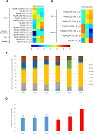 What are xylem cell walls made of. Frontiers Xylem Cell Wall Formation In Pioneer Roots And Stems Of Populus Trichocarpa Torr Gray Plant Science