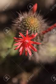 Agaves, or century plants, take from five to fifty years to finally flower, often with a spectacular flowering stalk. Tunilla Erectociada Red Cactus Flower Blooms In A Desert Garden In Arizona United States Stock Photo Picture And Royalty Free Image Image 53847817