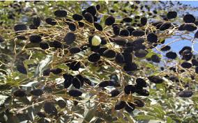 Image result for Dialium