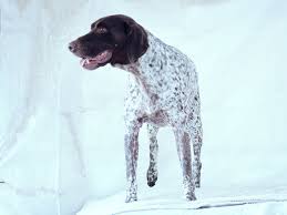 Find german shorthaired pointer in canada | visit kijiji classifieds to buy, sell, or trade almost anything! California Gsp Rescue