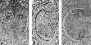 Image result for Ixora burundiensis