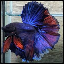 Pin On Betta Fish