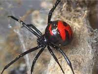 Asia S Most Venomous Spiders Venomous Poisonous Dangerous And Other Wonders
