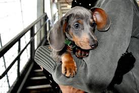 Shorthaired dachshunds are especially simple to wash. 12 Dog Breed Names You Probably Pronounce Wrong