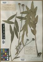 Image result for Aspilia rudis