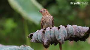 Ada lebih dari 10 jenis burung hantu yang populer. Mitos Dan Fakta Burung Emprit Gantil Atau Wiwik Kelabu Atau Kedasih Hewanpedia